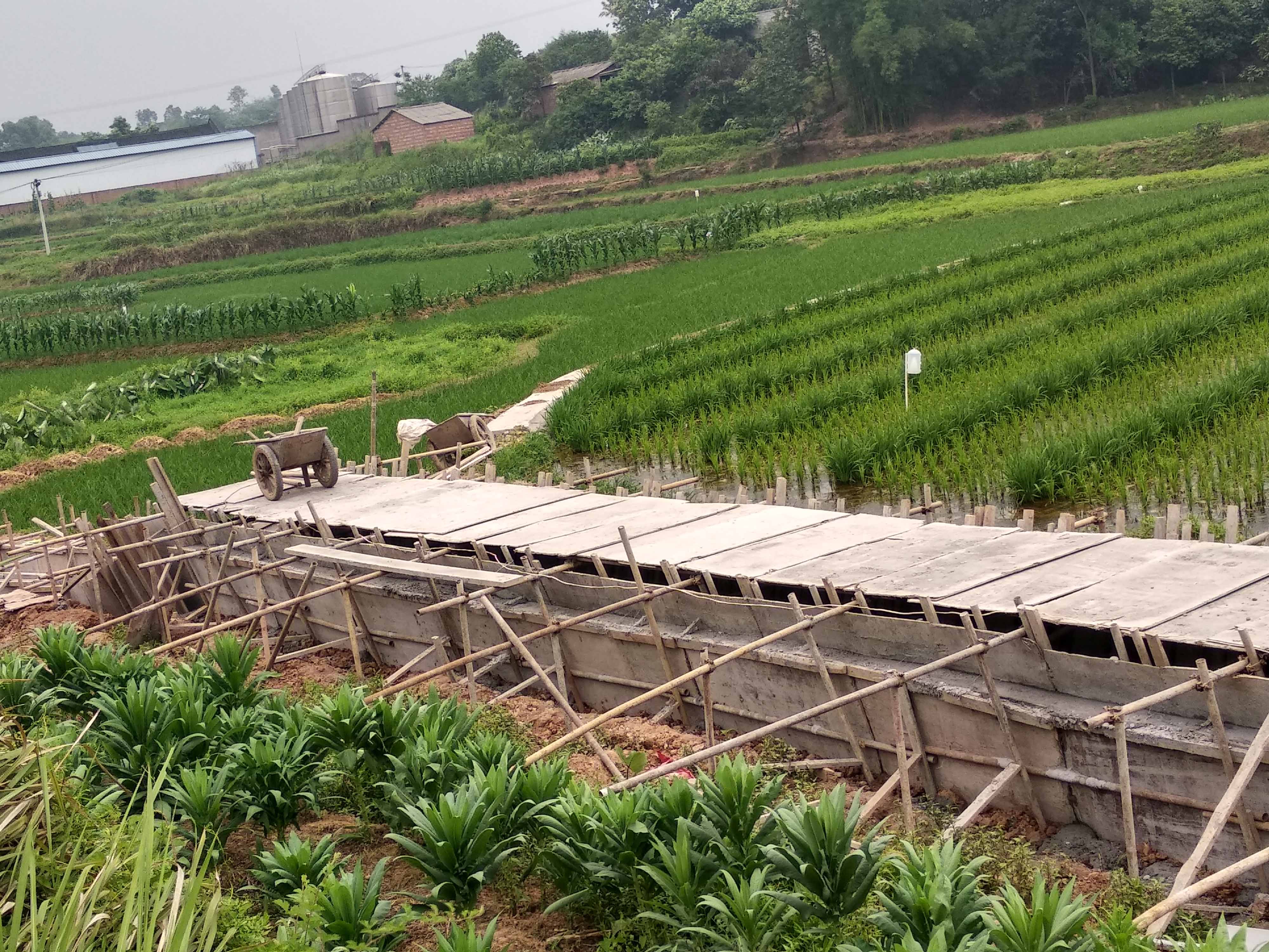 瀘縣雜交水稻制種基地建設(shè)項(xiàng)目